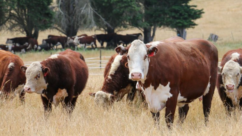 Beef cattle standing in a New Zealand paddock